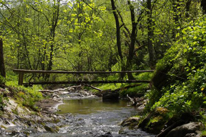 Mała rzeka w lesie Sherwood