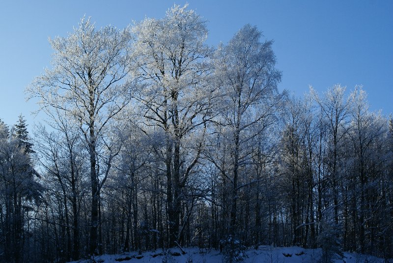 DSC08533.JPG