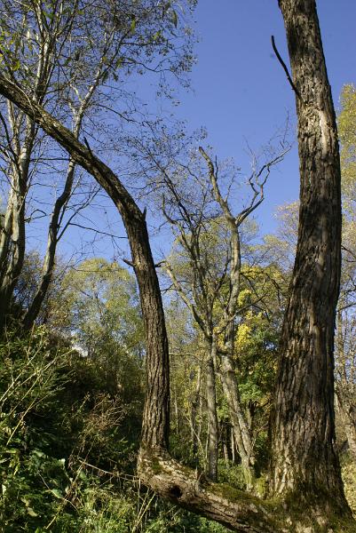 _DSC6528.JPG